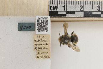 Media type: image;   Entomology 789190 Aspect: Labels
